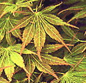 Acer palmatum ���Matsukaze��� (Japanese Maple). Copyright ��judywhite/GardenPhotos.com.