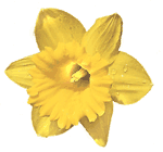 Narcissus King Alfred Daffodil