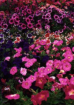 In the garden we need
