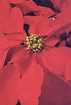 Poinsettia Cranberry Punch